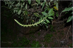 Pouzolzia wightii